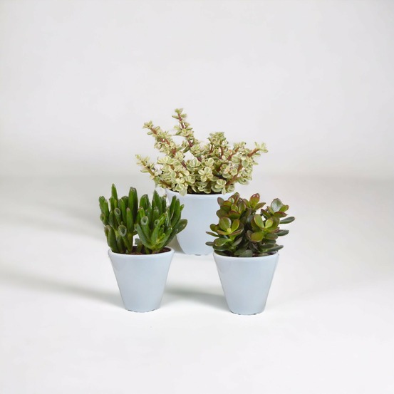 Coffret crassula et ses caches-pots blancs - lot de 3 plantes, h18cm