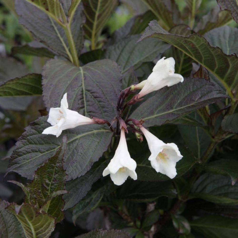 Weigela 'ebony and ivory' pot de 3l/4l