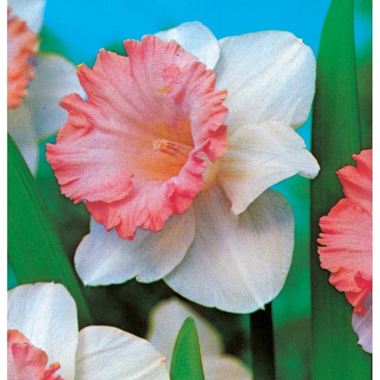 Narcisse salome - 5 bulbes