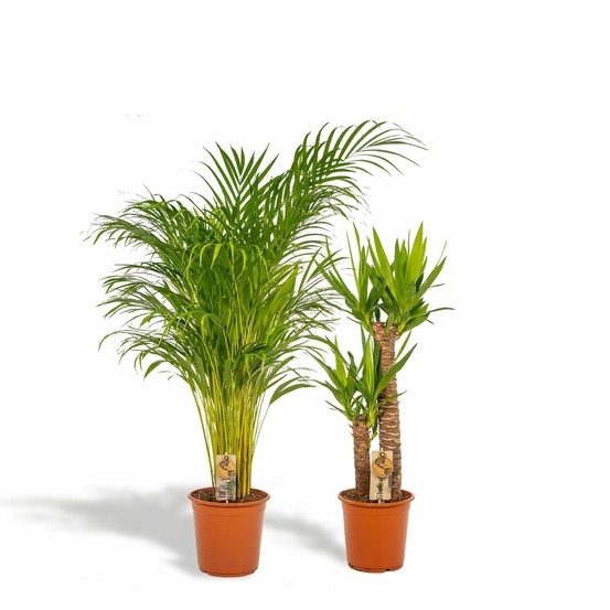 Plante d'intérieur - areca, yucca, duo de plantes h130cm 130cm - plante d'intérieur 130cm