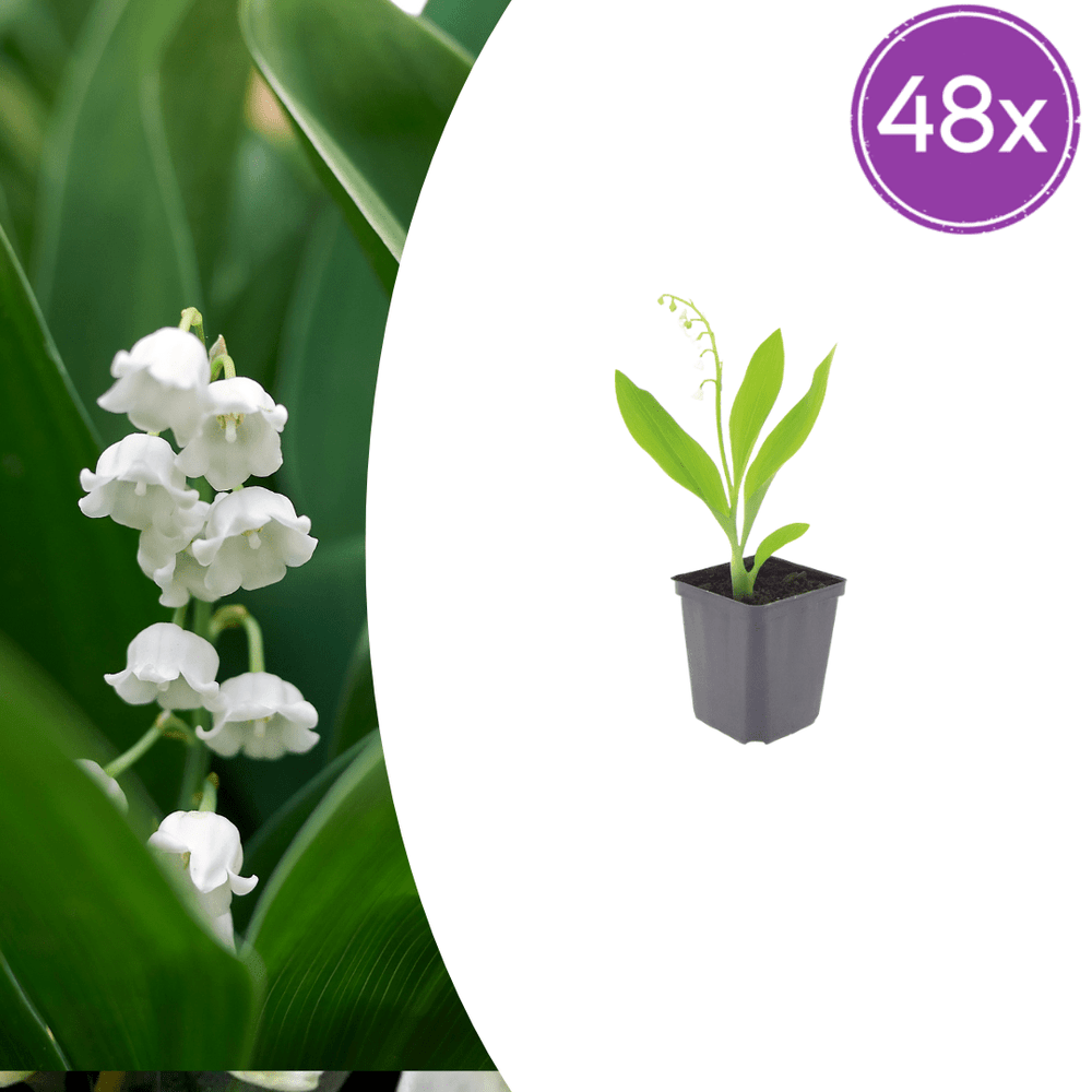 Muguet (convallaria majalis) 'muguet' - 48