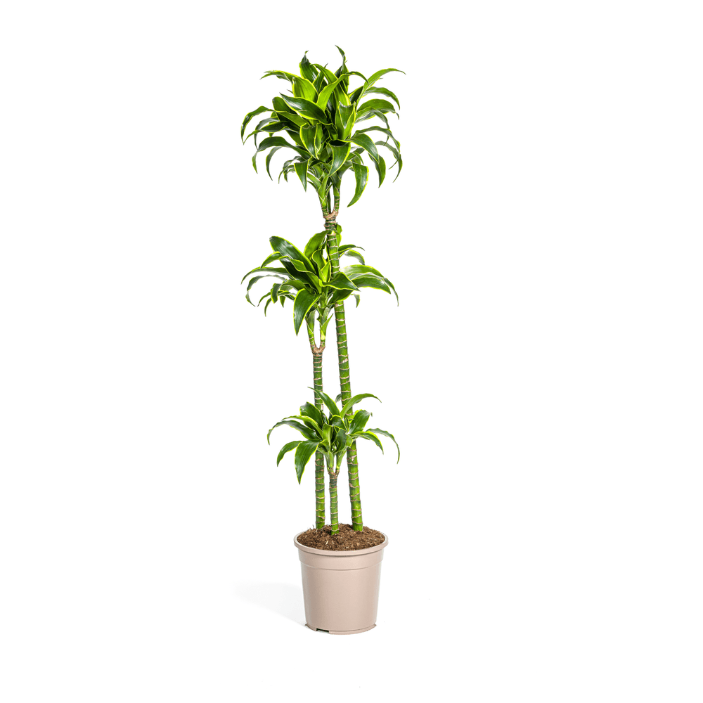 Dracaena deremensis dorado ø24cm - ↕120 - 140cm - plantes d'intérieur