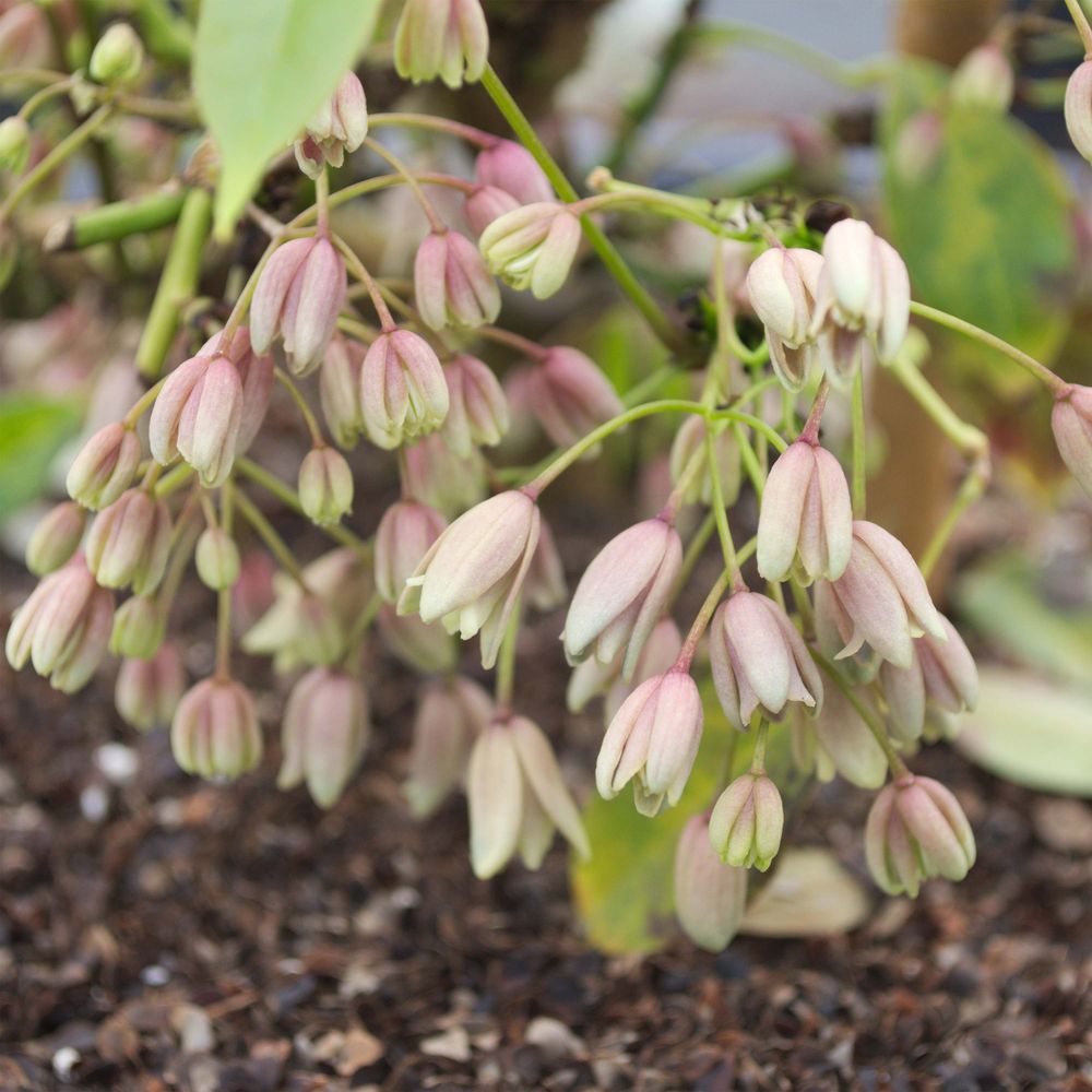 Holboellia traversii pot de 3l/4l