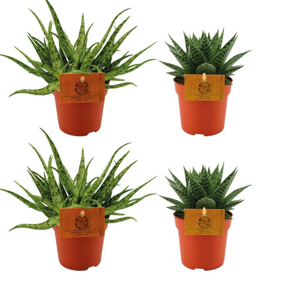Aloe et gasteria aurora - lot de 4 - ø10,5cm - ↕10cm - plante d’extérieur