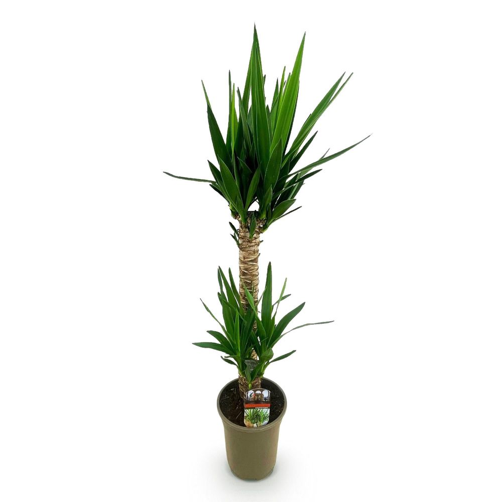 Yucca elephantipes - yucca - pot de 19cm - hauteur de 12cm