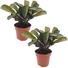 Ctenanthe amagris - set de 2 - feuilles magnifiquement colorées - plante d'intérieur verte - pot 12cm - hauteur 20-30cm