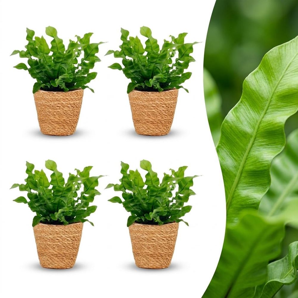 Asplenium crispy wave - fougère crispy wave - pot de 12cm