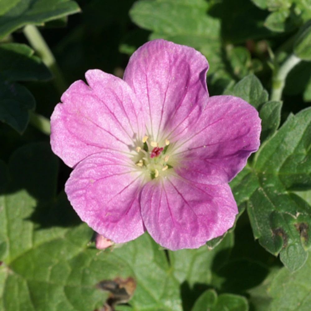 Géranium vivace mavis simpson godet