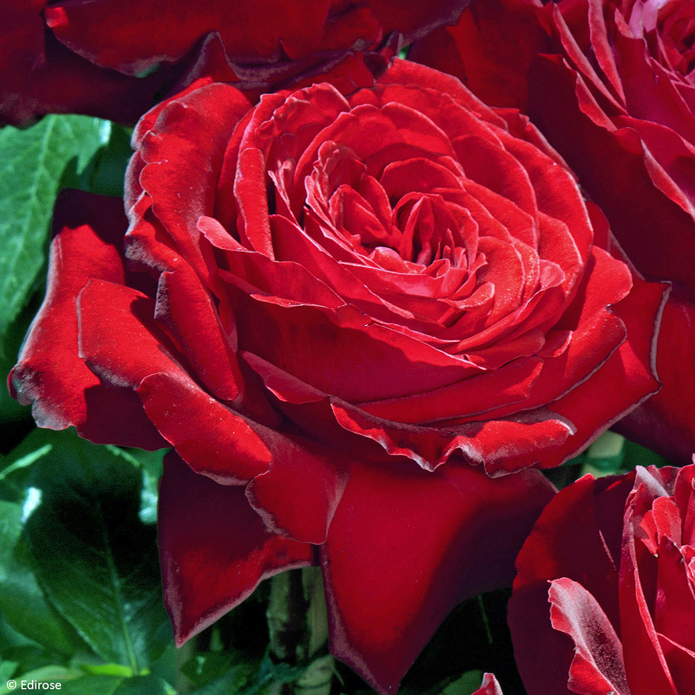 Rosier à grandes fleurs noémie de rothschild lapnoem pot de 4l/5l