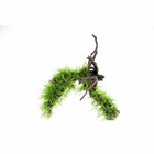 Plante aquatique : Versicularia Dubyana sur racine araignée S