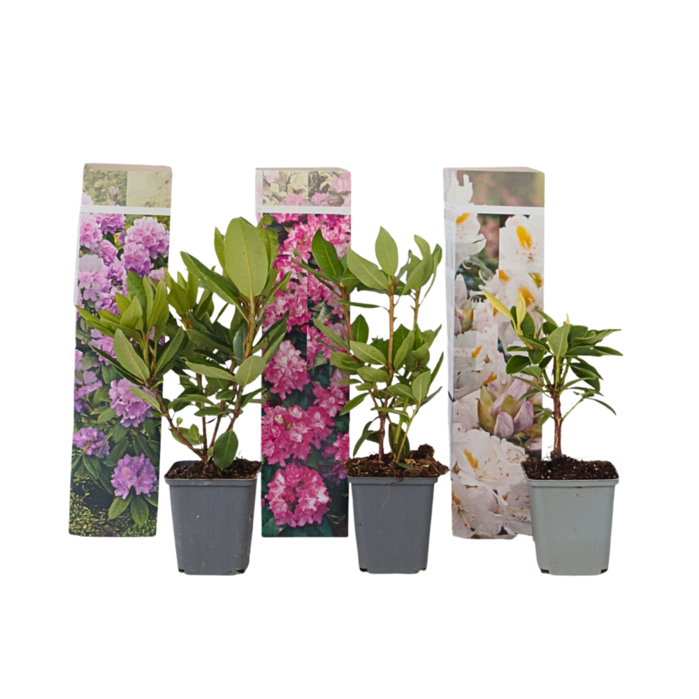 Buisson à fleurs - set de 3 - rhododendron catawbiense - hauteur 25-40cm - ⌀9cm