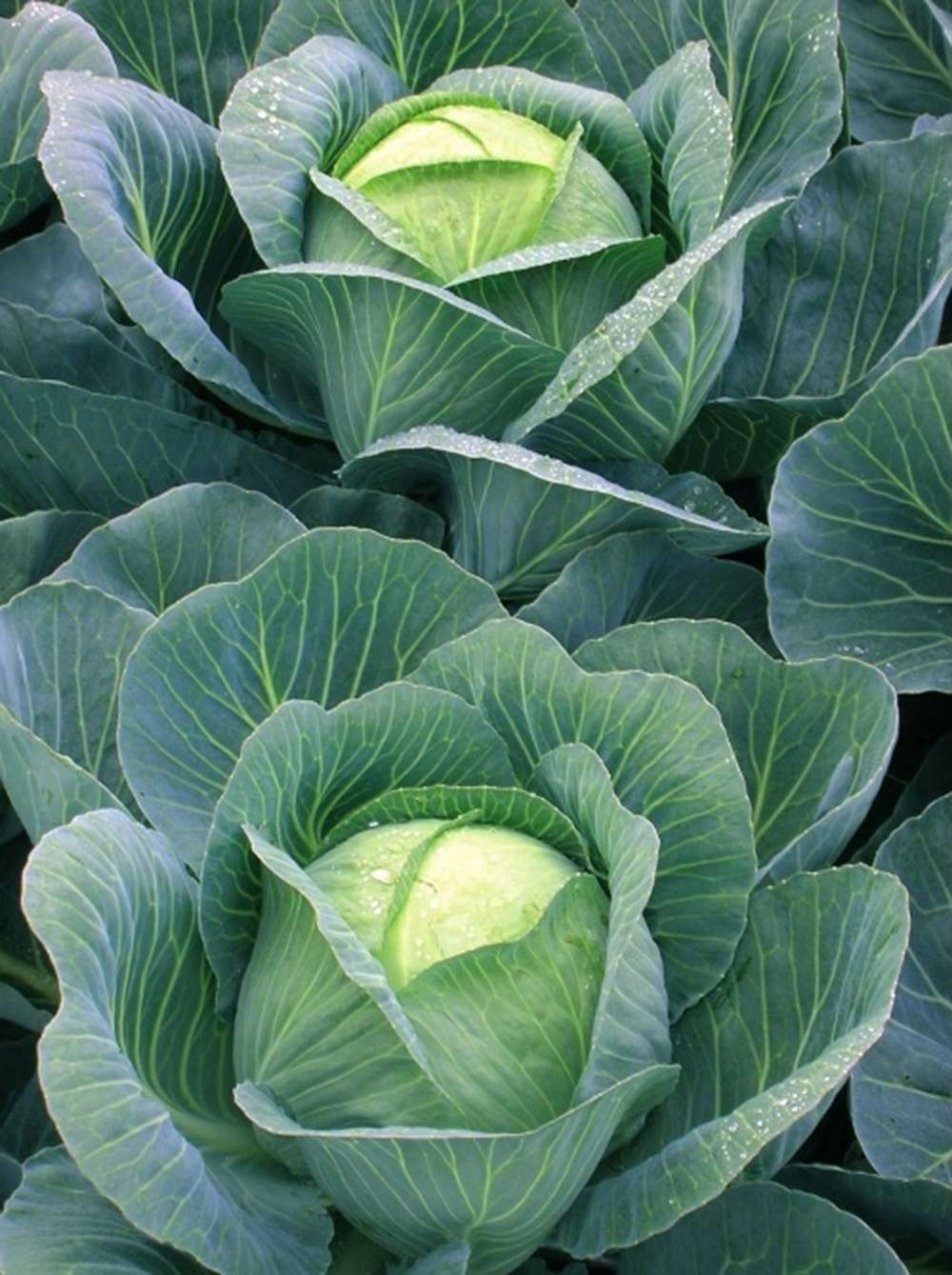 Chou cabus tete de pierre hf1 - 0. 7g