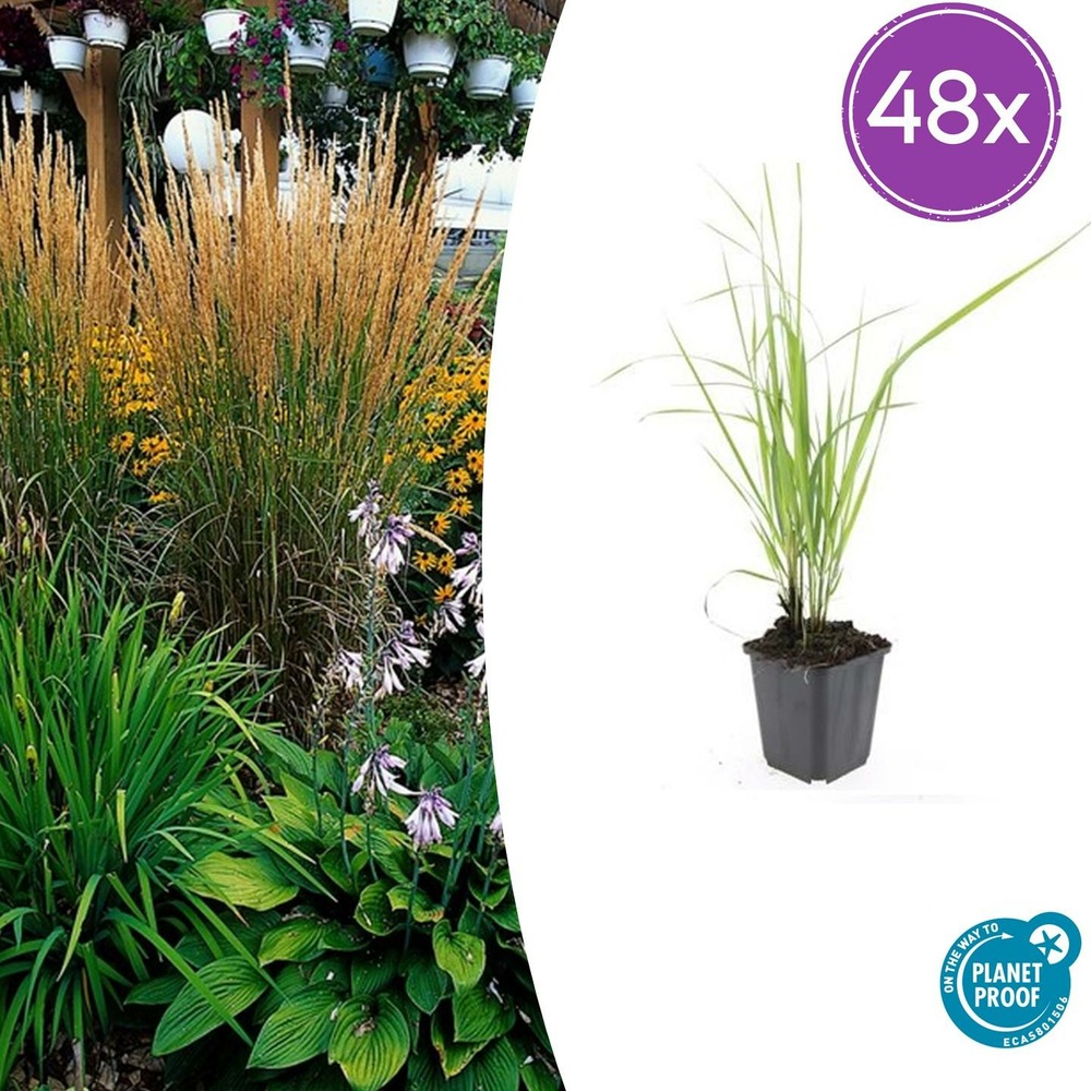 Lot de 48 - calamagrostis acut. 'karl foerster' - h10-25 cm