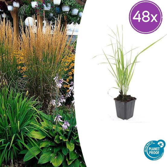 Lot de 48 - calamagrostis acut. 'karl foerster' - h10-25 cm