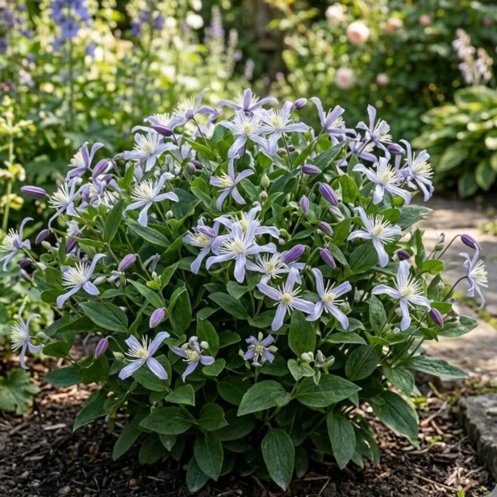 Clématite heracleifolia jouiniana praecox godet - 5/20 cm