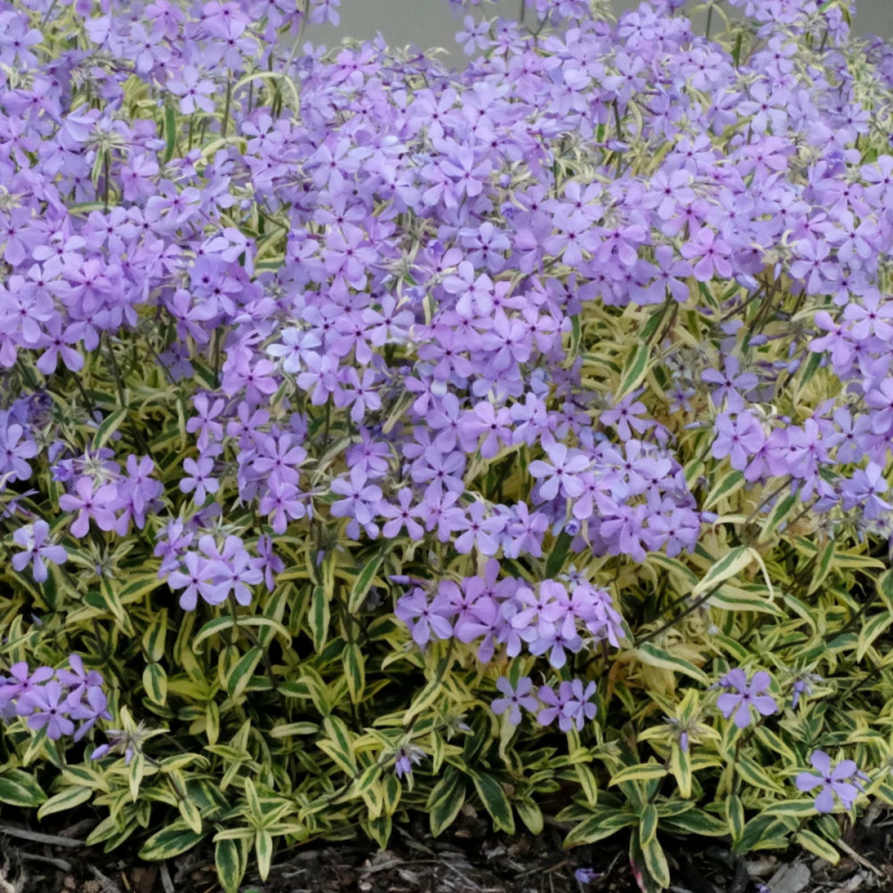 Phlox nain blue ribbons®, phlox mousse lot de 5 godets