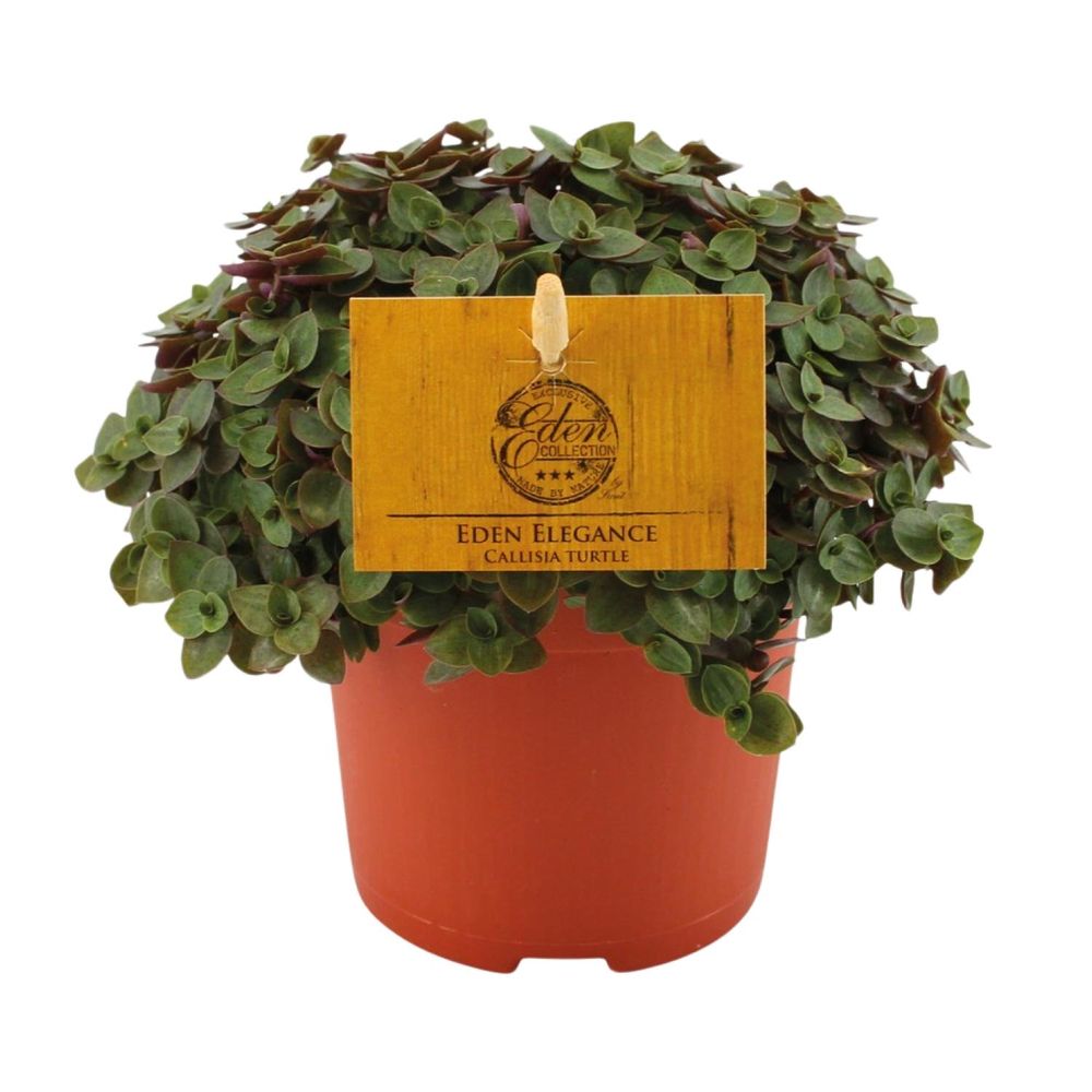 Callisia turtle - ø10,5 ↕15 - plantes d'intérieur