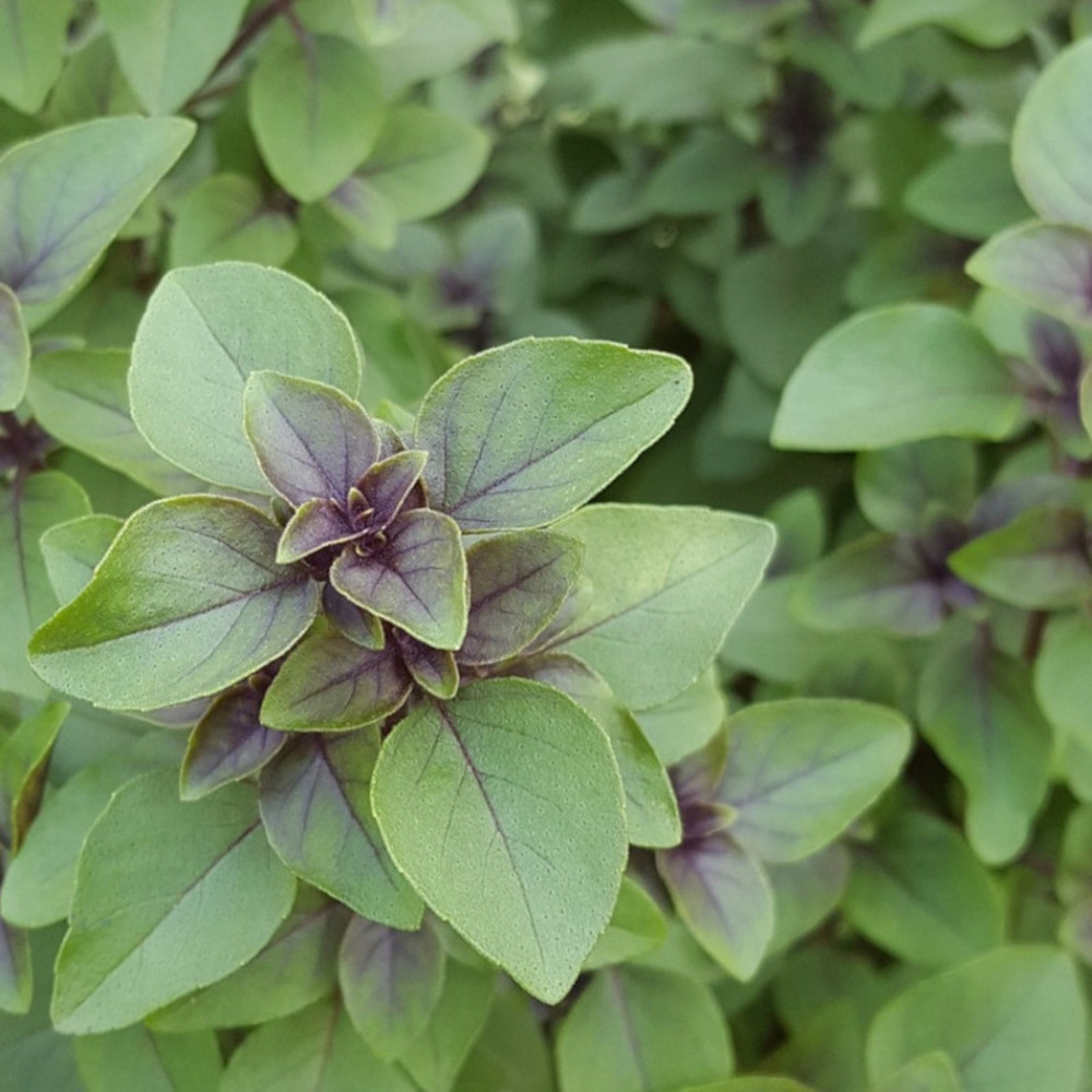 Graines de basilic cannelle - vilmorin sachet