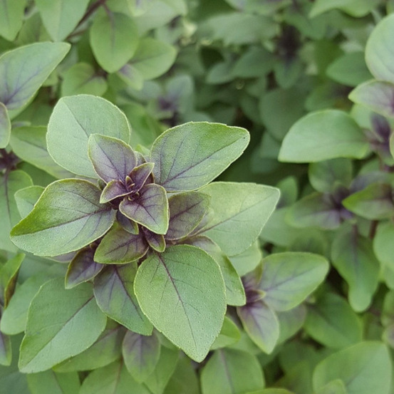 Graines de basilic cannelle - vilmorin sachet