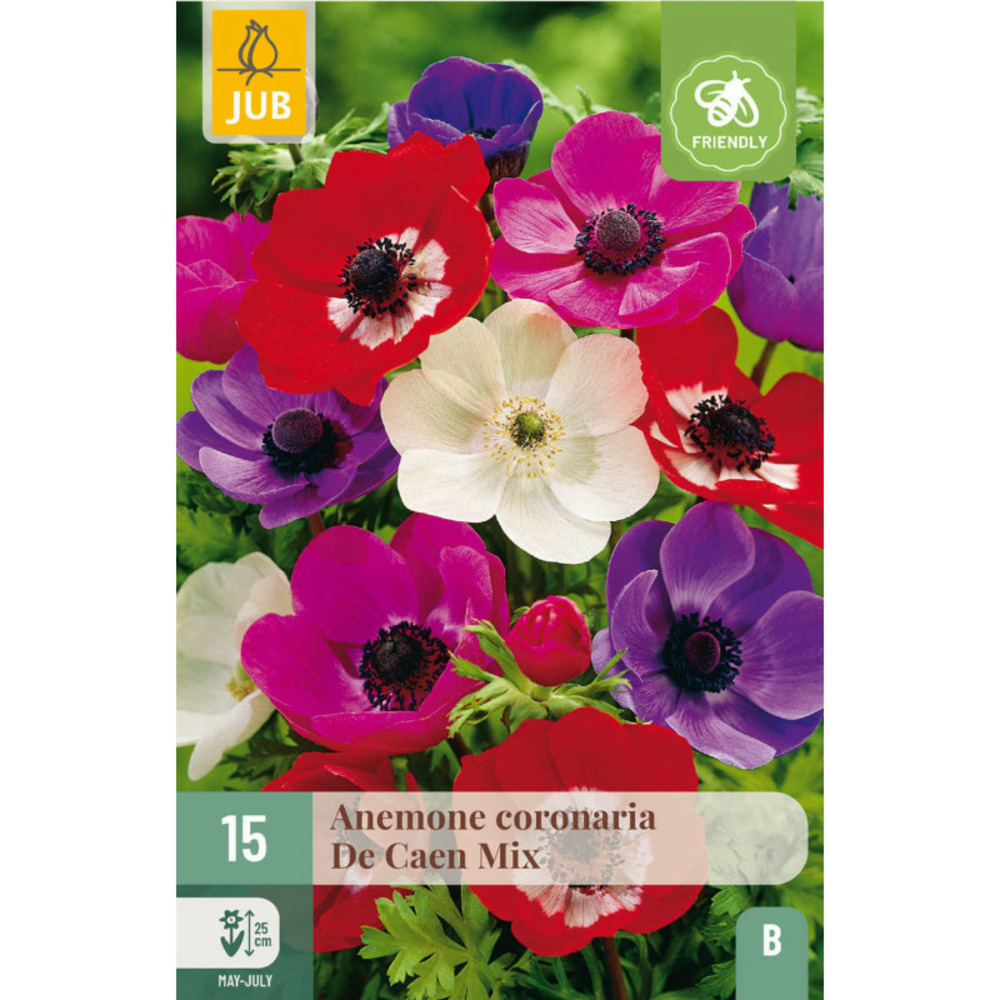 15 anemones coronaria de caen multicolore