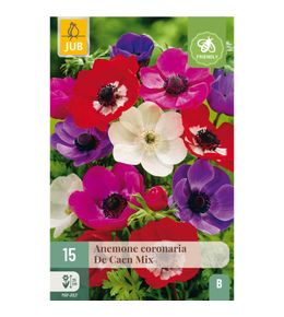 15 anemones coronaria de caen multicolore