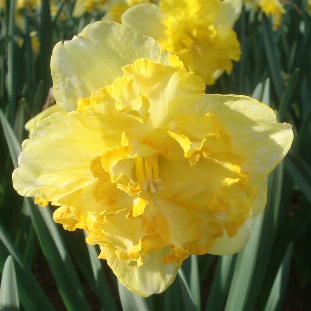 Narcisse 'blazing starlet' bulbe calibre 14+ (par 5)