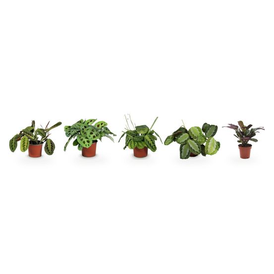 Collection marantacées - le quintette