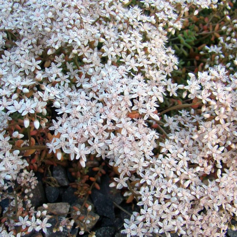 Orpin album superbum, sedum lot de 3 godets