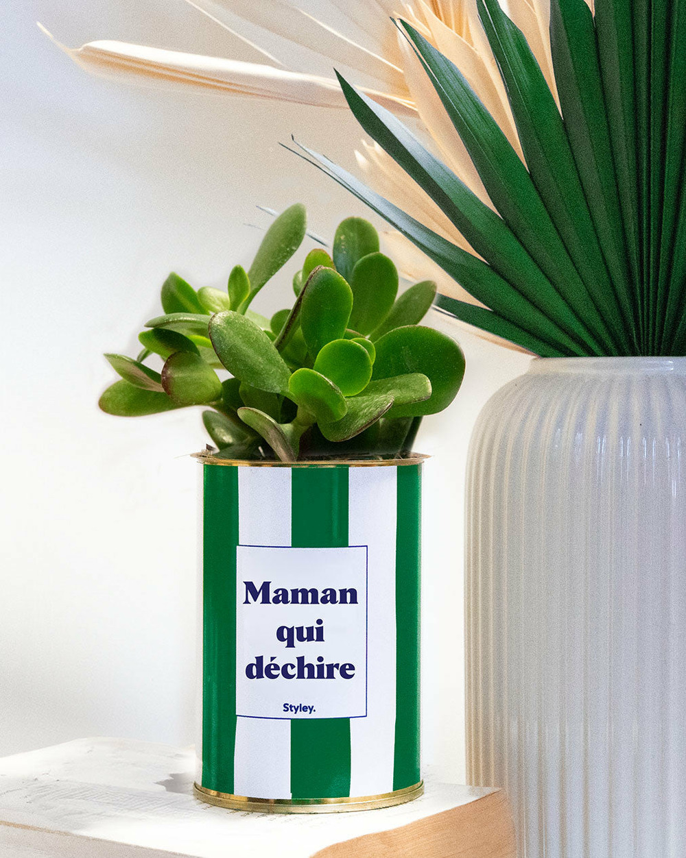 Plante facile à entretenir - maman qui déchire - cactus