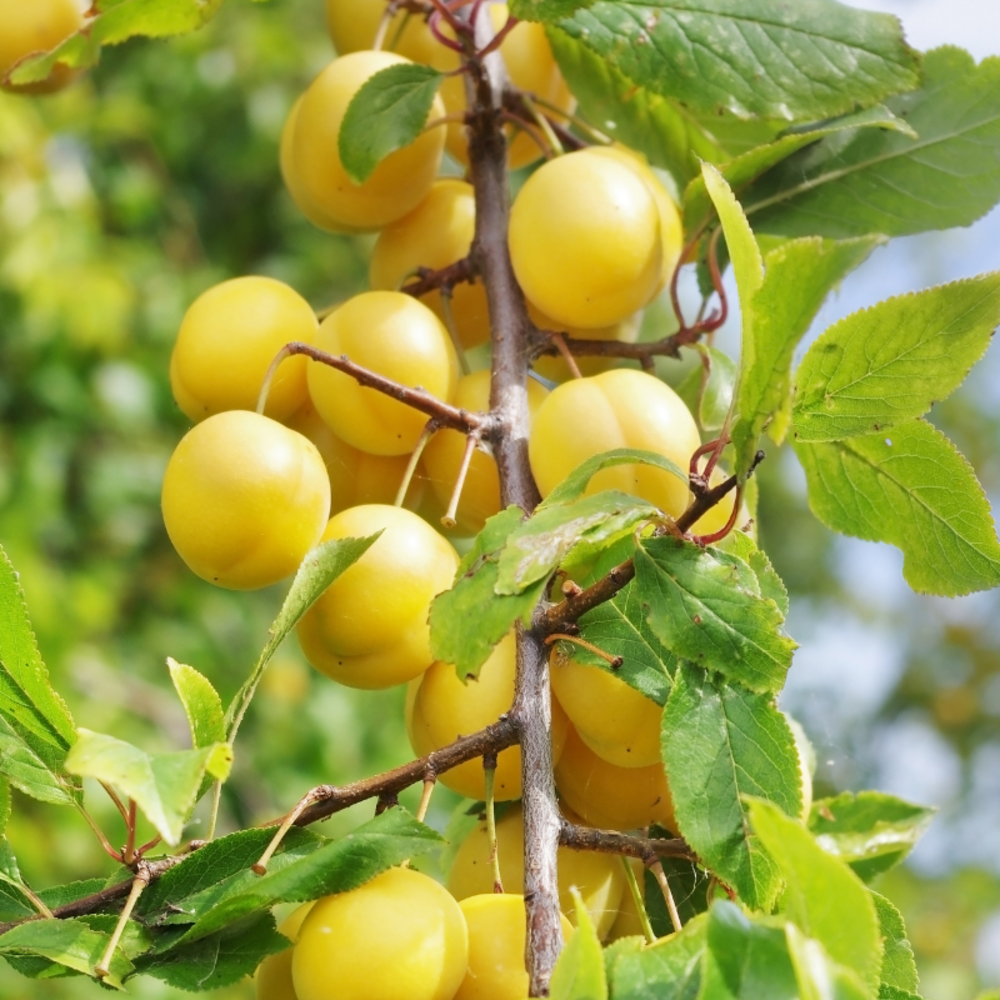 Prunus domestica mirabelle de nancy - prunier 120 cm en pot
