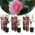 Camellia japonica - set de 3 - rose - roses - pot 9cm - hauteur 25-40cm