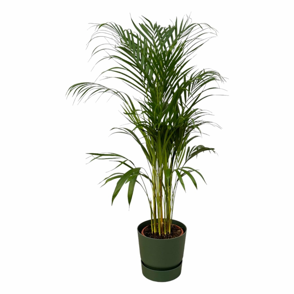 Grand palmier areca et son pot - hauteur 85cm