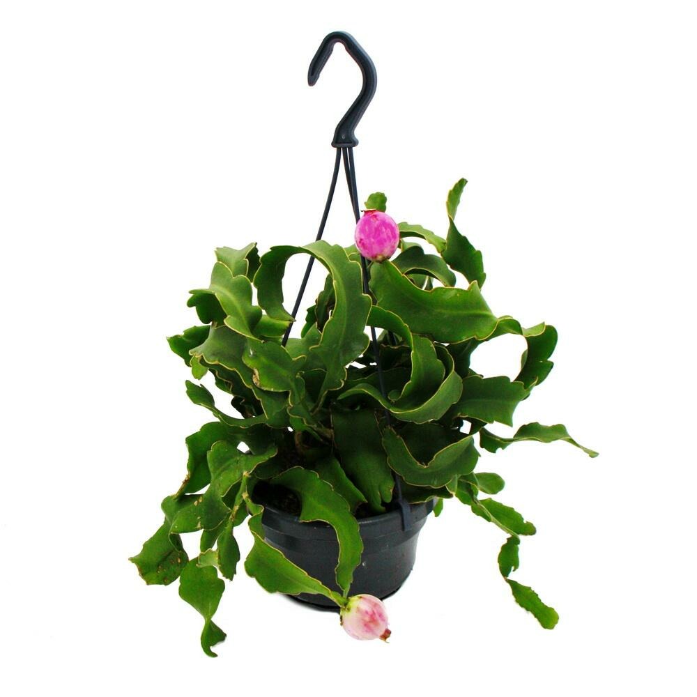 Epiphyllum guatemalense var. Monstrose - cactus à feuilles pendantes - cactus épée - pot ampoule 14cm