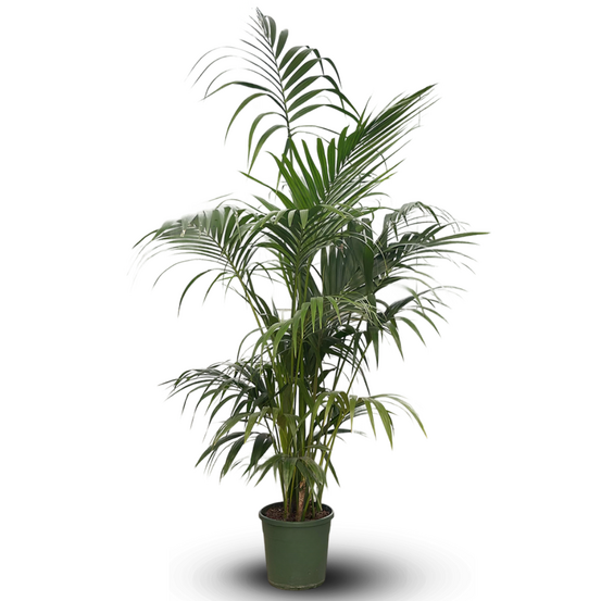 Kentia - palmier - purificateur d'air - ↕ 170-190 cm - ⌀ 30 cm - plante d'intérieur - howea forsterian