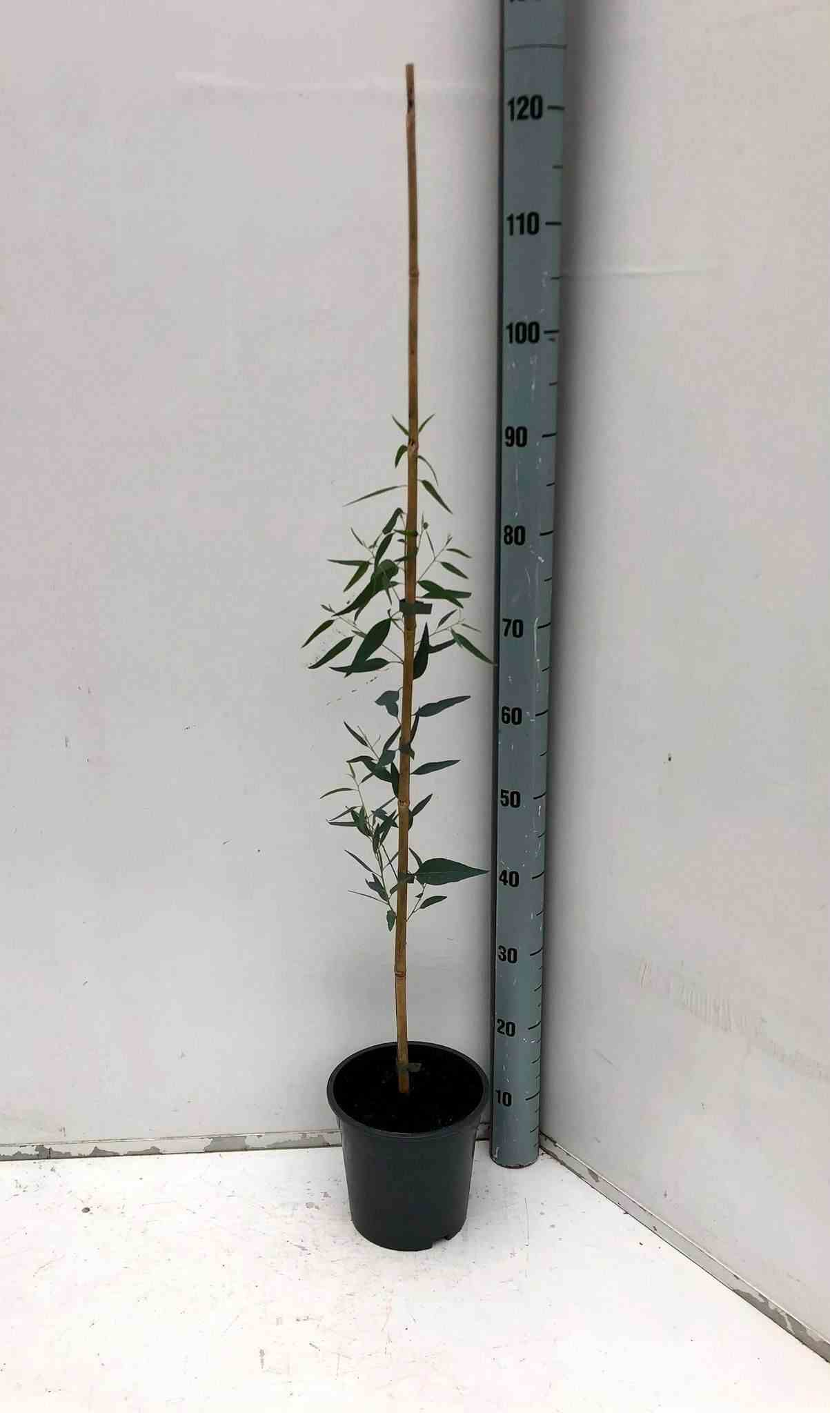 Eucalyptus camadulensis   blanc - taille pot de 3 litres - 80/100 cm