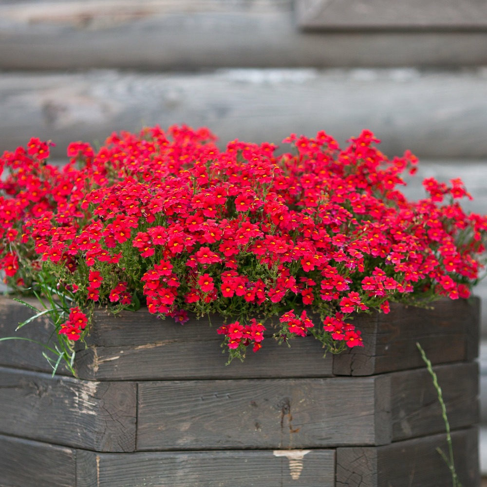 Némésie rouge - le pot / ø 10,5cm