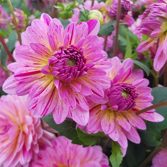 Dahlia décoratif 'tropical' bulbe calibre i