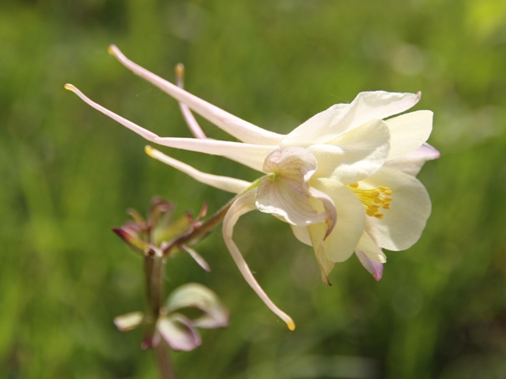 Ancolie 'mckana hybrids' le sachet de 350 graines environ (0,5g)