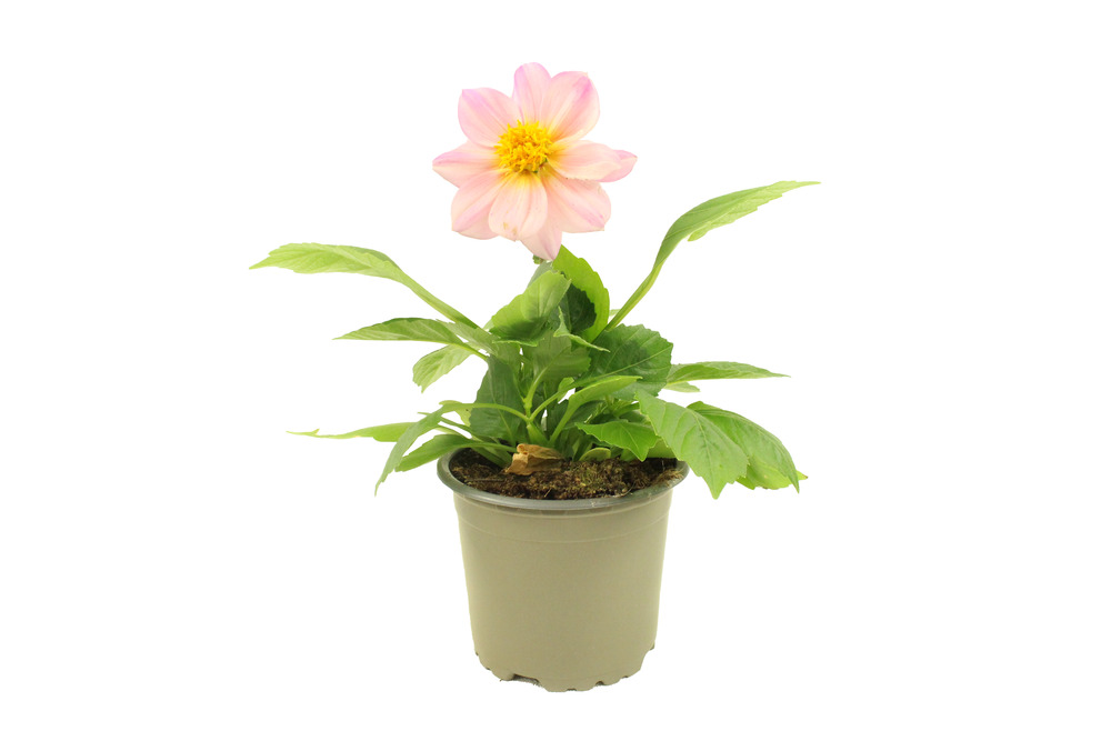 Dahlia nain pot 10,5 cm