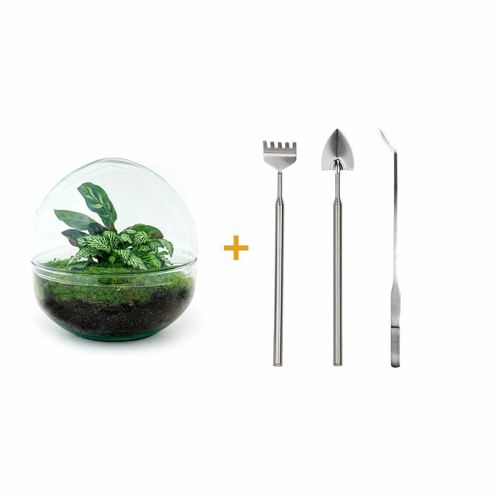 Kit terrarium diy - dome calathea/fittonia verte - rateau + pelle + pince