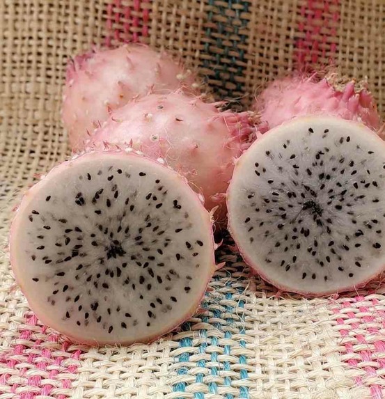 Pitaya : hylocereus h. Hondurensis (pitaya ou fruit du dragon)- pot de 4 litres ? 40/60 cm