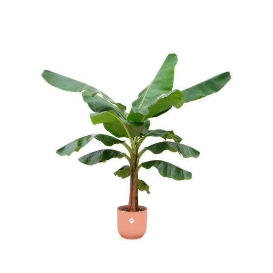 Bananier musa 150cm et son pot rose - hauteur 150cm