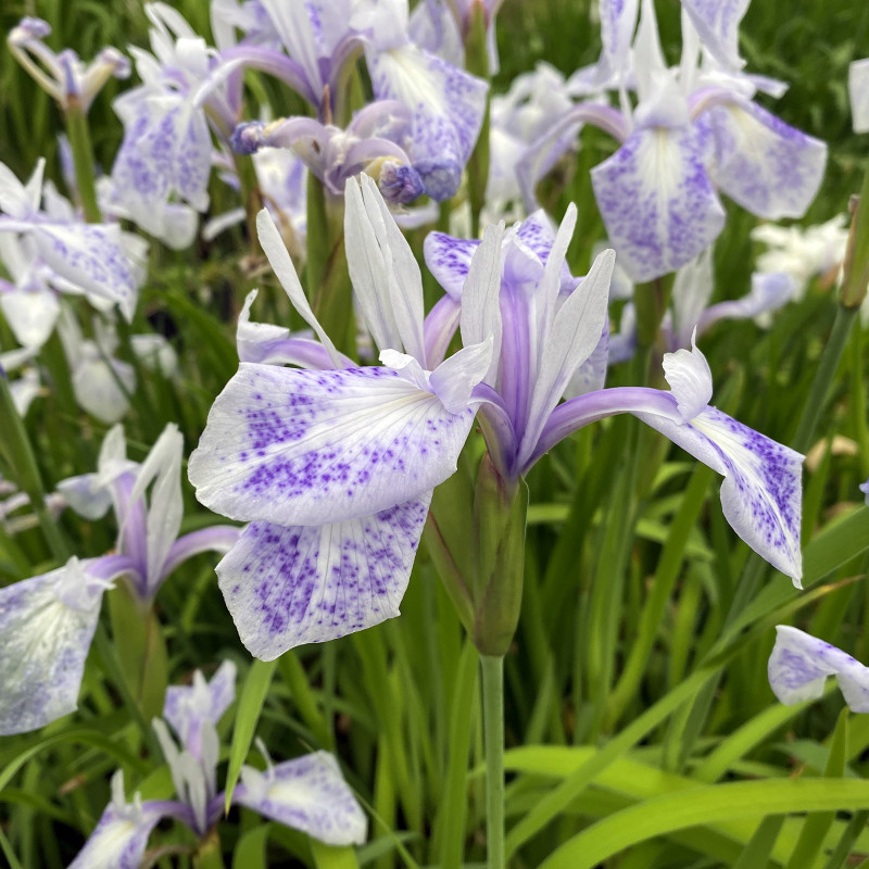 Iris laevigata 'mottled beauty' - godet 8 (8cm x 8cm x7cm, 300 ml) hauteur 50 cm