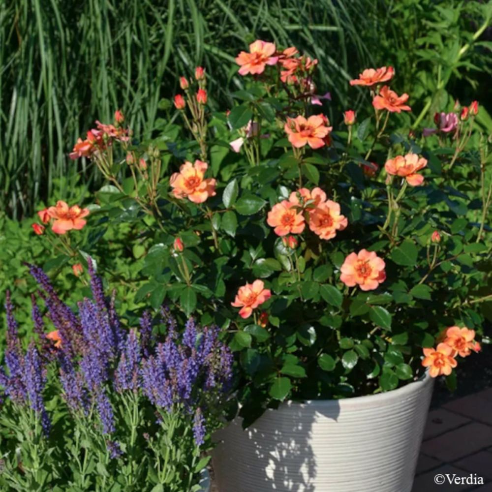 Rosier arbustif decorosier® baïa® pot de 2l - 40/60 cm