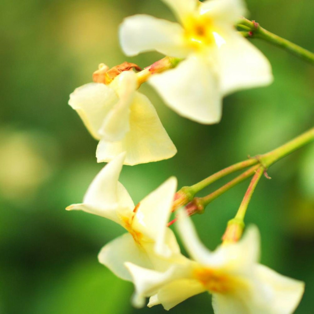 Jasmin étoilé star of toscane® 'selbra' godet - 5/20 cm