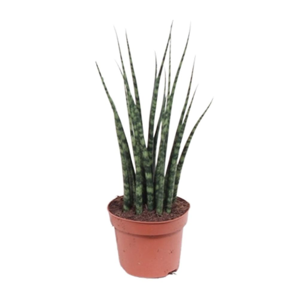 Sansevieria fernwood mikado - ø12cm - ↕40cm - plantes d'intérieur