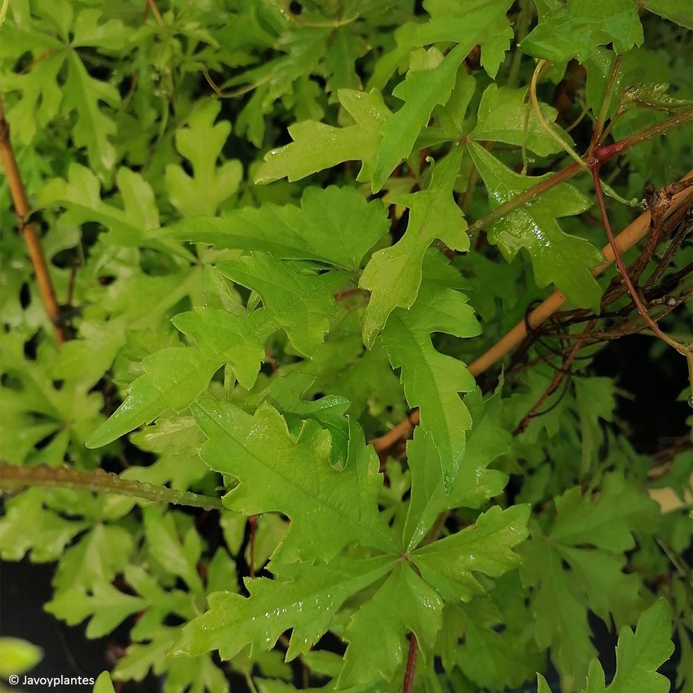 Vigne vierge à feuilles d'aconit pot de 2l/3l