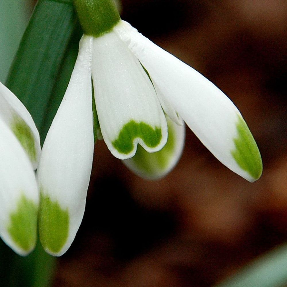 Perce-neige 'viridi-apice' bulbe calibre 5+ (par 5)