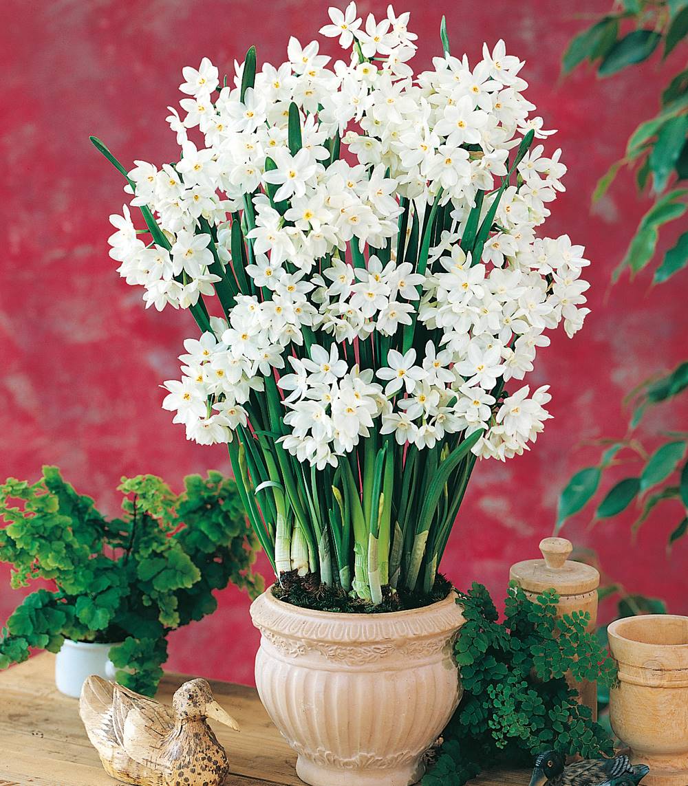 Narcisse paper white - 8 bulbes