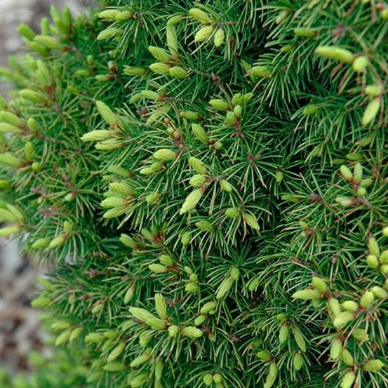 Épicéa blanc rainbows end - picea glauca rainbows end 20/30cm pot 2,5l